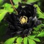 5 Pcs Very Rare Black Subshrubby Peony Flower Seeds