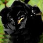 5 Pcs Very Rare Black Subshrubby Peony Flower Seeds