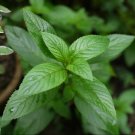50 Pcs Heirloom Peppermint Mint Herb Seeds