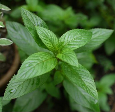 50 Pcs Heirloom Peppermint Mint Herb Seeds