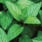 50 Pcs Heirloom Peppermint Mint Herb Seeds