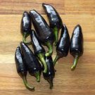 50 Pcs Rare Black Hungarian Hot Chili Pepper Organic Seeds 50 Pcs Rare Black Hungarian Hot Chili Pepper Organic Seeds