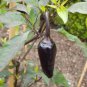 50 Pcs Rare Black Hungarian Hot Chili Pepper Organic Seeds