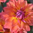 20 Pcs Heirloom 'Fire Pot' Dahlia Flower Seeds