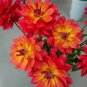 20 Pcs Heirloom 'Fire Pot' Dahlia Flower Seeds