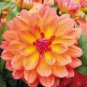 20 Pcs Heirloom 'Fire Pot' Dahlia Flower Seeds