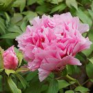 5 Pcs Heirloom 'Pink Butterfly' Fragrant Tree Peony Flower Seeds