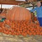 5 Pcs Rare Heirloom Dill's Atlantic Giant Pumpkin