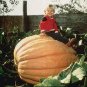 5 Pcs Rare Heirloom Dill's Atlantic Giant Pumpkin