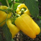 10 Pcs Anhui Yellow Cluster of Sweet Pepper F1 Seeds 10 Pcs Anhui Yellow Cluster of Sweet Pepper F1 Seeds