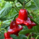 20 Pcs Mixed Bishop's Crown Chili Pepper Seeds