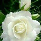 50 Pcs Rare Hybrid White Rose with Green Heart Flower Plant Seeds 50 Pcs Rare Hybrid White Rose with Green Heart Flower Plant Seeds