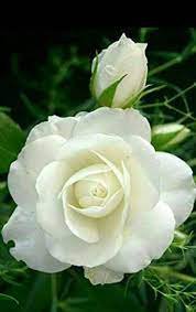 50 Pcs Rare Hybrid White Rose with Green Heart Flower Plant Seeds