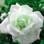 50 Pcs Rare Hybrid White Rose with Green Heart Flower Plant Seeds