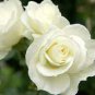 50 Pcs Rare Hybrid White Rose with Green Heart Flower Plant Seeds