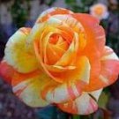50 Pcs Rare Hybrid Yellow Orange Rose Plant Seeds 50 Pcs Rare Hybrid Yellow Orange Rose Plant Seeds