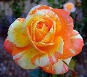 50 Pcs Rare Hybrid Yellow Orange Rose Plant Seeds