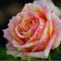 50 Pcs Rare Hybrid Yellow Orange Rose Plant Seeds