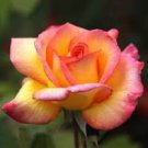 50 Pcs Rare Hybrid Light Pink Yellow Rose Seedling Flower Seeds 50 Pcs Rare Hybrid Light Pink Yellow Rose Seedling Flower Seeds