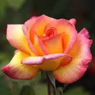 50 Pcs Rare Hybrid Light Pink Yellow Rose Seedling Flower Seeds