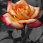 50 Pcs Rare Hybrid Light Pink Yellow Rose Seedling Flower Seeds