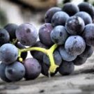 15 Pcs Rare Black Orin Organic Sweet Grape Fruit Seeds