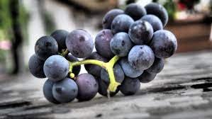 15 Pcs Rare Black Orin Organic Sweet Grape Fruit Seeds