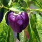 10 Pcs Anhui Dark Purple Sweet Pepper F1 Seeds