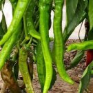 35 Pcs Anhui Green Long Sweet Cow-horn Pepper F1 Seeds