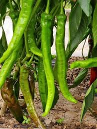 35 Pcs Anhui Green Long Sweet Cow-horn Pepper F1 Seeds