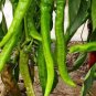 35 Pcs Anhui Green Long Sweet Cow-horn Pepper F1 Seeds