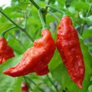 50 Pcs Heirloom Red Ghost Chili Pepper Seeds