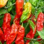 50 Pcs Heirloom Red Ghost Chili Pepper Seeds