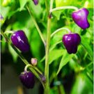 50 Pcs Rare Black Scorpion Tongue Chili Pepper Organic Seeds