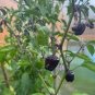50 Pcs Rare Black Scorpion Tongue Chili Pepper Organic Seeds