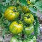 20 Pcs Heirloom Middle Green Tomato with Yellow Stripe Organic Seeds