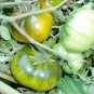 20 Pcs Heirloom Middle Green Tomato with Yellow Stripe Organic Seeds