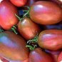 20 Pcs Heirloom Purple Golden Cherry Tomato Organic Seeds