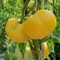20 Pcs Variety Big Yellow Tomato 'Mr. Huang' Organic Seeds