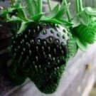 100 Pcs Rare Heirloom Super Black Strawberry Organic Seeds