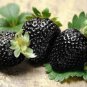 100 Pcs Rare Heirloom Super Black Strawberry Organic Seeds
