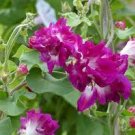 10 Pcs Heirloom Multi-petalled Purple Morning Glory Ipomoea Nil Annual Flower Seeds