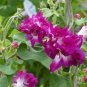 10 Pcs Heirloom Multi-petalled Purple Morning Glory Ipomoea Nil Annual Flower Seeds