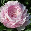 5 Pcs Heirloom 'Jin Gu Chun Qing' Multi-petalled Pink Peony Flower Seeds
