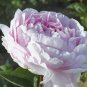 5 Pcs Heirloom 'Jin Gu Chun Qing' Multi-petalled Pink Peony Flower Seeds
