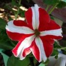 50 Pcs Rose Red Garden Petunia with White Stripe Annual Flower Seeds 50 Pcs Rose Red Garden Petunia with White Stripe Annual Flower Seeds