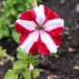 50 Pcs Rose Red Garden Petunia with White Stripe Annual Flower Seeds