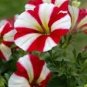 50 Pcs Rose Red Garden Petunia with White Stripe Annual Flower Seeds