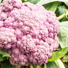 20 Pcs Heirloom Purple Sicily Cauliflower Organic Vegetable Seeds 20 Pcs Heirloom Purple Sicily Cauliflower Organic Vegetable Seeds