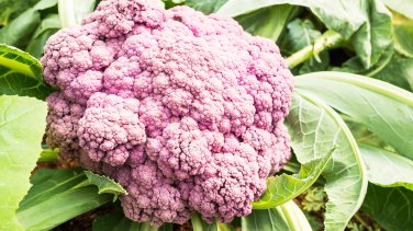 20 Pcs Heirloom Purple Sicily Cauliflower Organic Vegetable Seeds